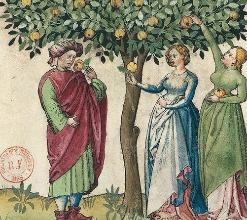 Illustration from Tacuinum Sanitatis, showing the quince