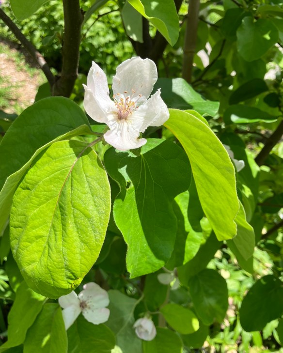 quinch flower in Deborah Cooke's garden, 2025